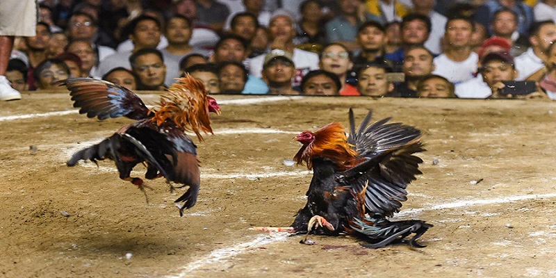Trải nghiệm đá gà tại các đấu trường Philippines