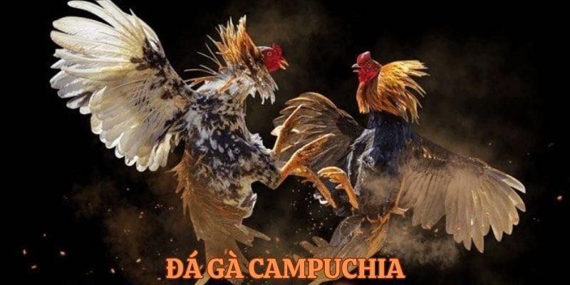 Đá gà Campuchia trực tiếp mỗi ngày săn thưởng khủng