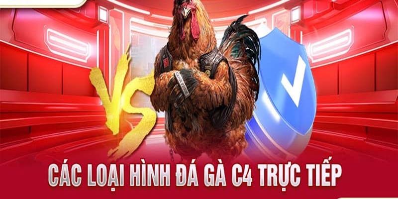 Gà cựa rất phổ biến tại C4 trực tiếp