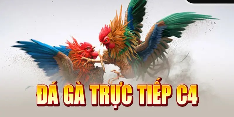 Giới thiệu hình thức đá gà trực tiếp C4 