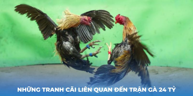 Những tranh cãi liên quan đến trận gà 24 tỷ