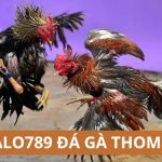 Alo789 Đá Gà Thomo Có Gì Đặc Biệt Và Chơi Như Thế Nào?