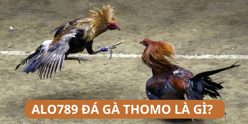 Chơi cá cược Alo789 đá gà Thomo kiếm tiền nhanh chóng