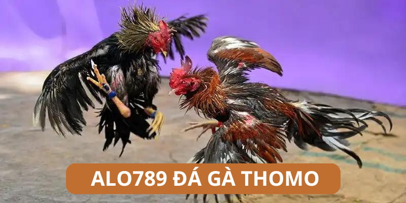 Alo789 Đá Gà Thomo Có Gì Đặc Biệt Và Chơi Như Thế Nào?