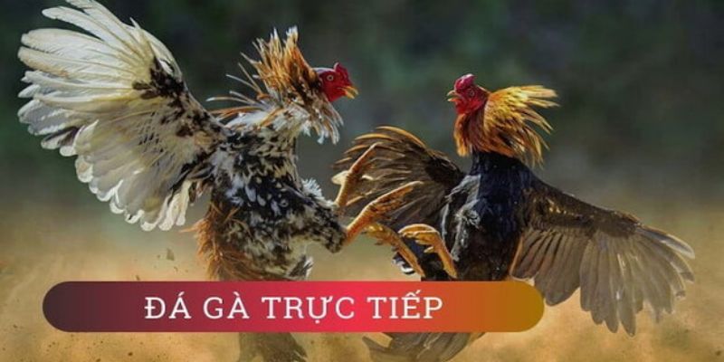 Đá Gà Mạng Trực Tiếp Hôm Nay – Những Đặc Điểm Thú Vị