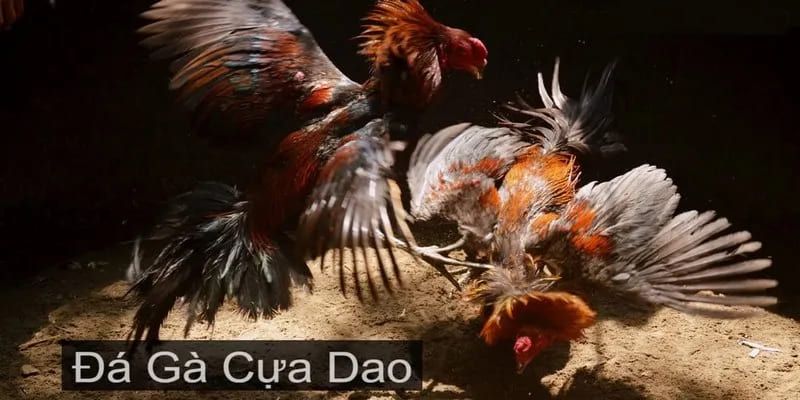 Trực tiếp đá gà cựa dao là hình thức giải trí tầm cỡ