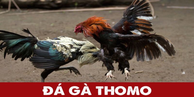 Khám Phá Các Giải Đấu Đá Gà Thomo Hấp Dẫn Nhất Hiện Nay