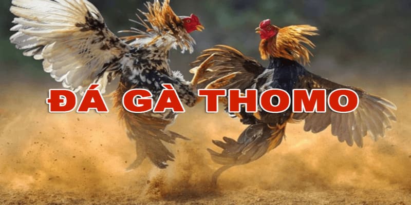 Tóm tắt những dữ liệu chung về live đá gà thomo cho bạn