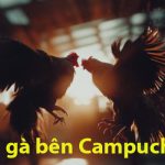 Đá gà bên Campuchia – Nơi hội tụ những thần kê số 1