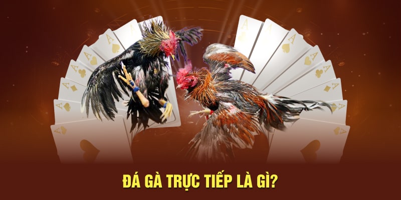 Đá gà trực tiếp là gì?