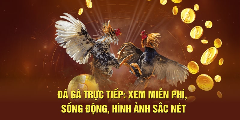 Đá Gà Trực Tiếp: Xem Miễn Phí, Sống Động, Hình Ảnh Sắc Nét