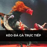 Kèo Đá Gà Trực Tiếp Và Những Lưu Ý Bạn Cần Biết Mới Nhất