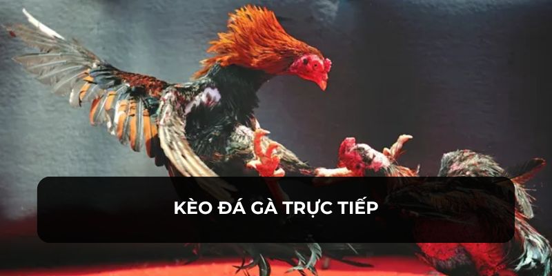 Kèo Đá Gà Trực Tiếp Và Những Lưu Ý Bạn Cần Biết Mới Nhất